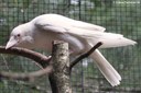 Corvus corone corone (albino)