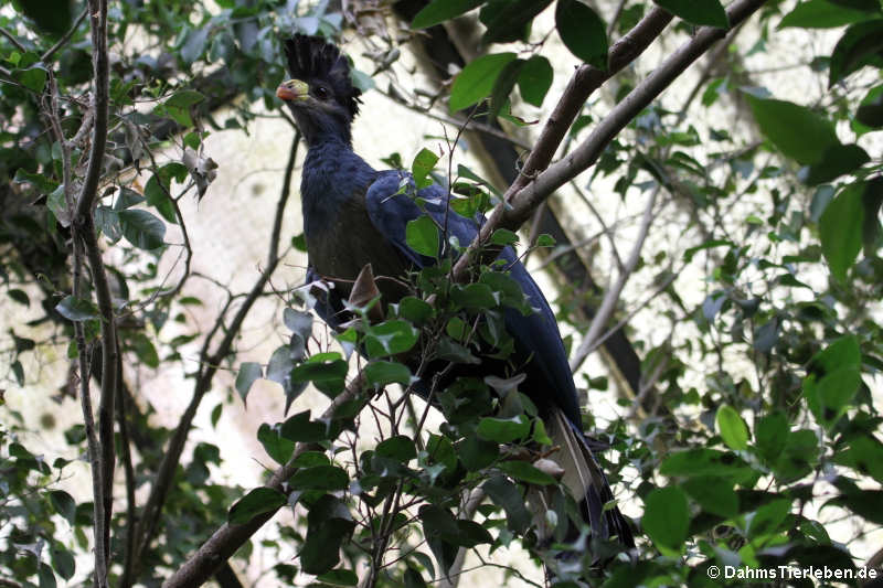 Riesenturako (Corythaeola cristata)