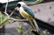 Grünhäher (Cyanocorax yncas) im Weltvogelpark Walsrode