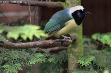 Grünhäher (Cyanocorax yncas) im Weltvogelpark Walsrode