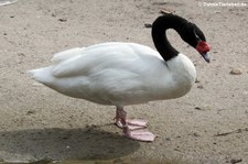 Schwarzhalsschwan (Cygnus melancoryphus) im Weltvogelpark Walsrode