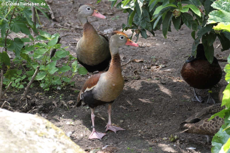 Dendrocygna autumnalis