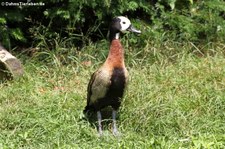 Witwenpfeifgans (Dendrocygna viduata) im Weltvogelpark Walsrode