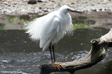 Seidenreiher (Egretta garzetta garzetta) im Weltvogelpark Walsrode