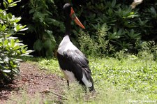 Sattelstorch (Ephippiorhynchus senegalensis) im Weltvogelpark Walsrode