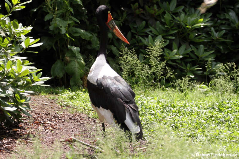 Ephippiorhynchus senegalensis