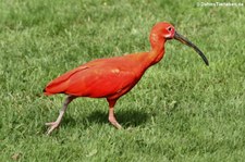 Scharlachsichler (Eudocimus ruber) im Weltvogelpark Walsrode