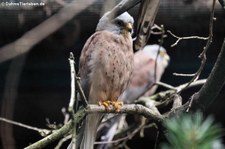 Rötelfalke (Falco naumanni) Im Weltvogelpark Walsrode