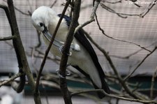 Sichelschnabelvanga (Falculea palliata) im Weltvogelpark Walsrode