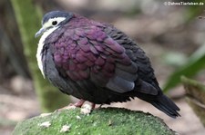 Weltvogelpark Walsrode