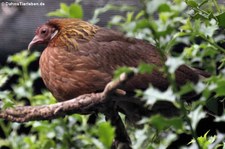 Bankivahuhn oder Seidenhuhn (Gallus gallus) im Weltvogelpark Walsrode