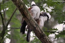 Weltvogelpark Walsrode