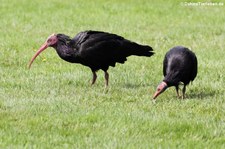 Waldrappe (Geronticus eremita) im Weltvogelpark Walsrode