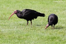 Waldrappe oder Schopfibisse (Geronticus eremita) im Weltvogelpark Walsrode