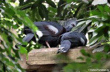 Fächertauben (Goura victoria) im Weltvogelpark Walsrode