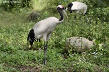 Mandschurenkranich (Grus japonensis) im Weltvogelpark Walsrode