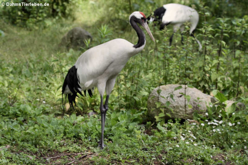 Grus japonensis