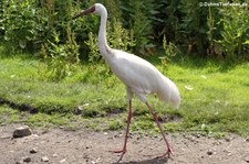 Schneekranich (Leucogeranus leucogeranus) im Weltvogelpark Walsrode