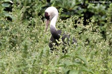 Mönchskranich (Grus monacha) im Weltvogelpark Walsrode