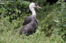 Mönchskranich (Grus monacha) im Weltvogelpark Walsrode