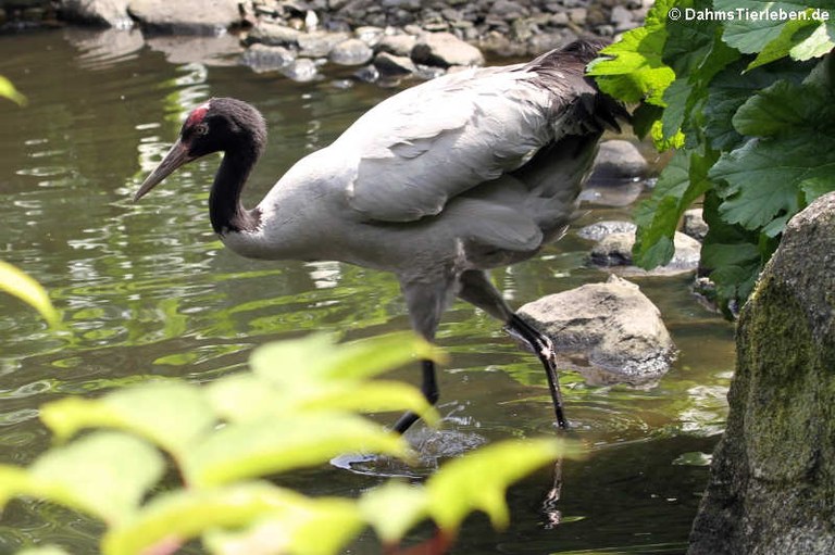 Grus nigricollis