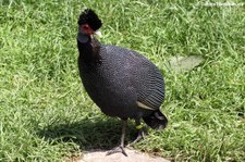 Kräuselhauben-Perlhuhn (Guttera pucherani) im Weltvogelpark Walsrode