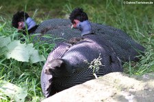 Weltvogelpark Walsrode