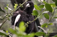 Weltvogelpark Walsrode