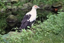 Palmgeier (Gypohierax angolensis) im Weltvogelpark Walsrode