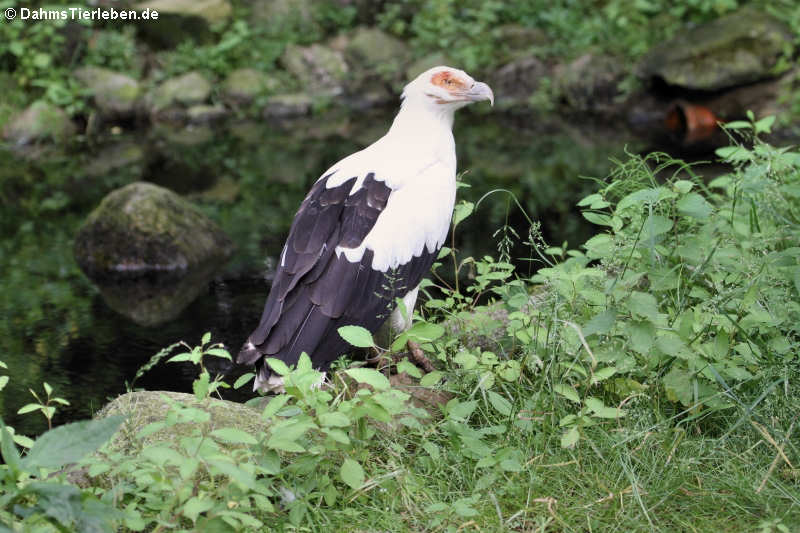 Palmgeier (Gypohierax angolensis)