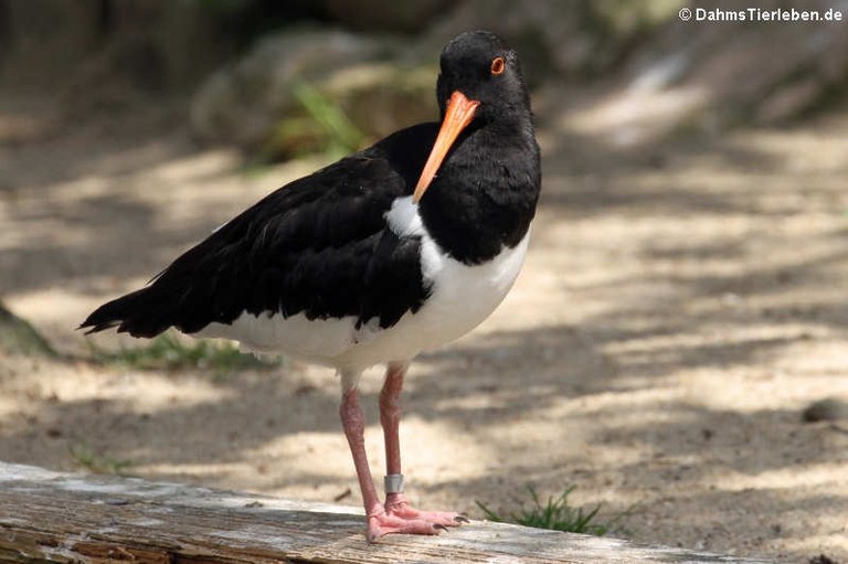 Haematopus ostralegus