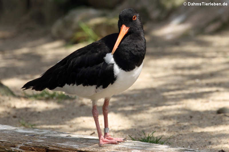 Haematopus ostralegus