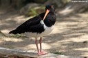 Haematopus ostralegus