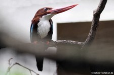 Weltvogelpark Walsrode