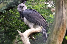 Harpyie (Harpia harpyja) im Weltvogelpark Walsrode