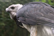 Harpyie (Harpia harpyja) im Weltvogelpark Walsrode