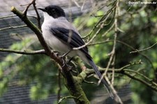 Weltvogelpark Walsrode