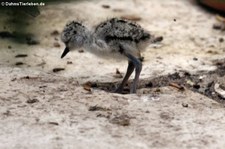 Junger Amerikanischer Stelzenläufer (Himantopus mexicanus) im Weltvogelpark Walsrode