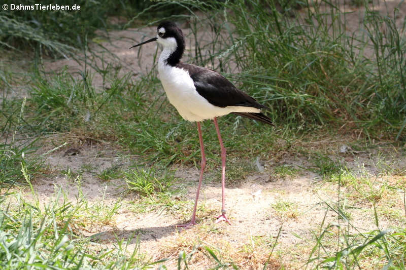 Himantopus mexicanus