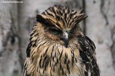 Sunda-Fischuhu (Ketupa ketupu) im Weltvogelpark Walsrode