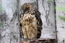 Sunda-Fischuhu (Ketupa ketupu) im Weltvogelpark Walsrode