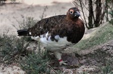 Moorschneehuhn (Lagopus lagopus) im Weltvogelpark Walsrode