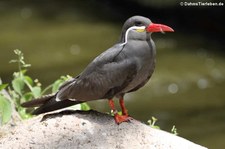 Inkaseeschwalbe (Larosterna inca) im Weltvogelpark Walsrode