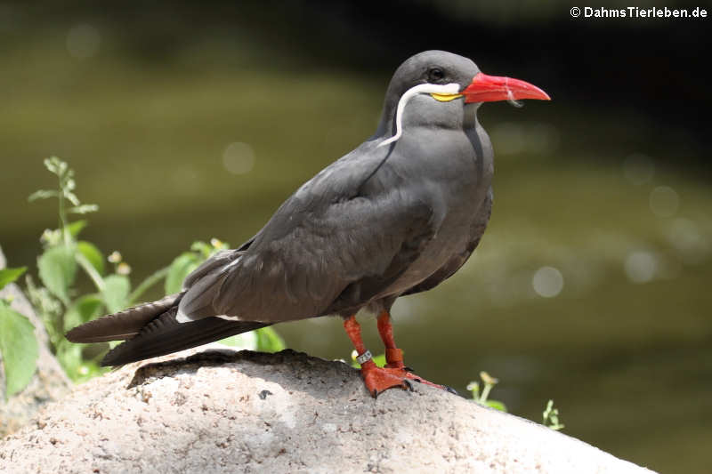 Larosterna inca