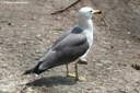 Larus crassirostris