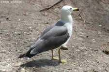 Japanmöwe (Larus crassirostris) im Weltvogelpark Walsrode