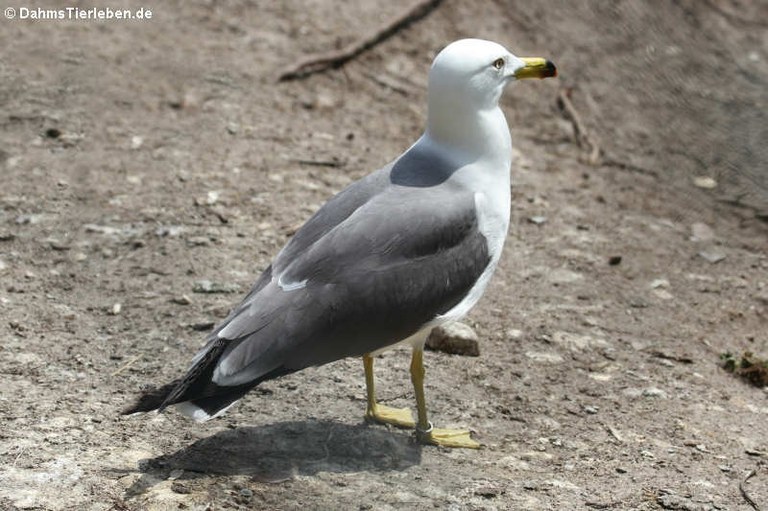 Larus crassirostris