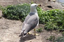 Japanmöwe (Larus crassirostris) im Weltvogelpark Walsrode