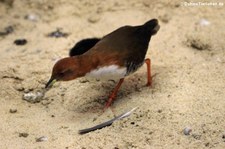 Weißbrustrralle (Laterallus leucopyrrhus) im Weltvogelpark Walsrode