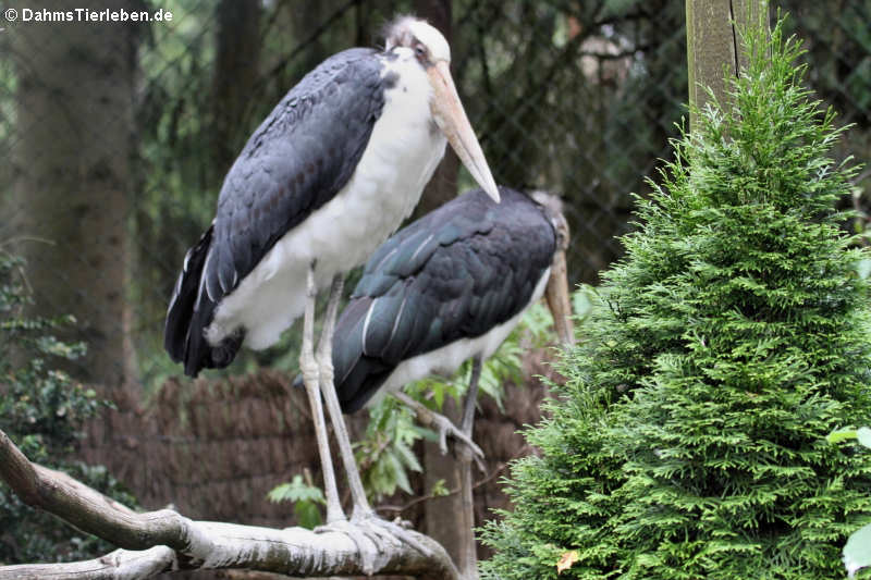 Leptoptilos javanicus-1